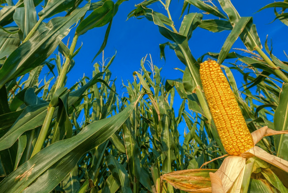 Кукуруза: посадка и уход
